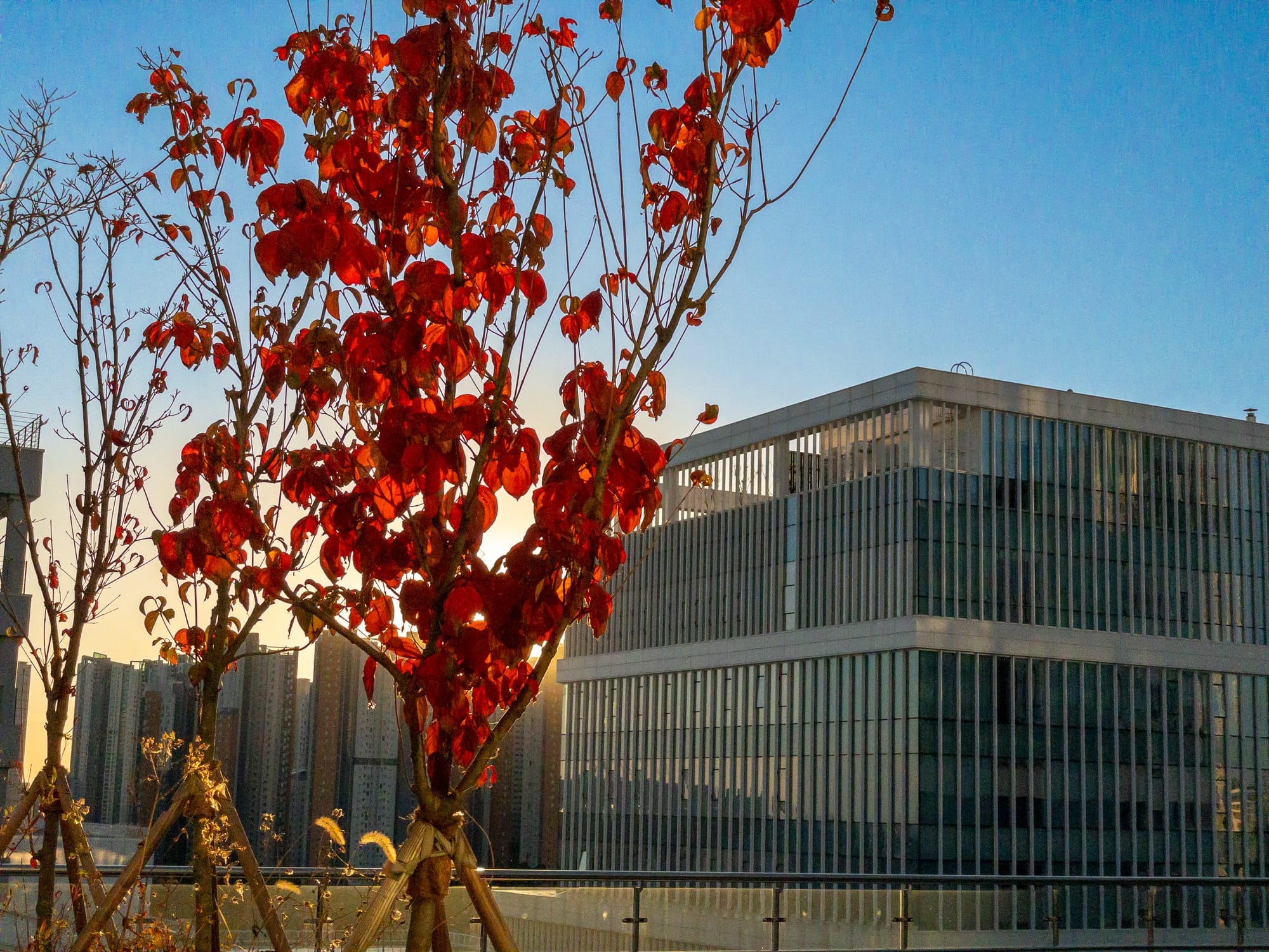 붉게 물든 나뭇잎